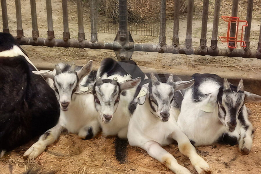 Small Ruminant Services Dutton Veterinary Services PLLC